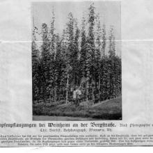 Hopfenpflanzung bei Weinheim an der Bergstraße, undatiert - Quelle: Stadtarchiv Weinheim