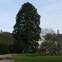 Ansicht von Westen mit den zwei Burgen im Hintergrund und dem Riesen-Mammutbaum davor 